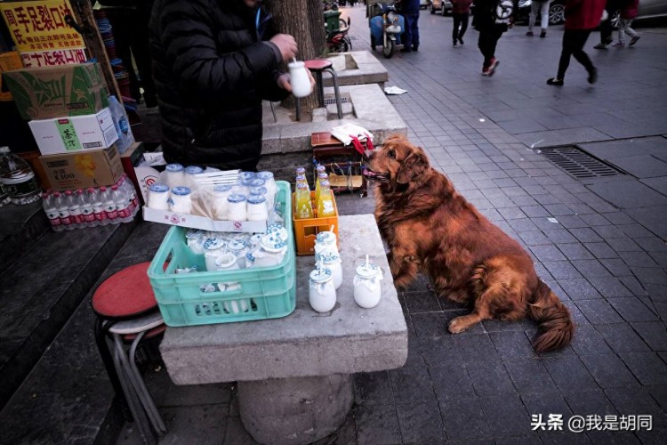 胡同里有个动物园这些都是老北京的宠物精灵