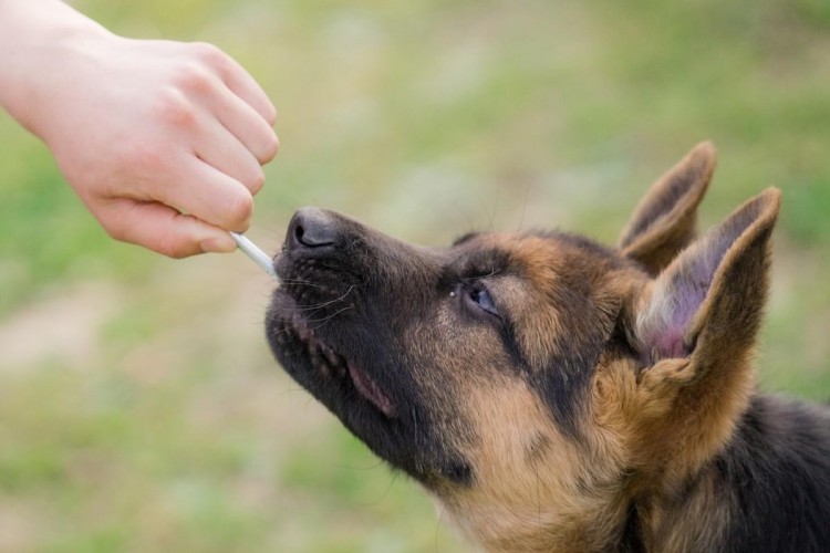 养德国牧羊犬真的太幸福！这辈子都不会后悔