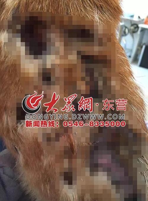 东营网友组建了“流浪猫狗之家” 完善流浪猫狗救援流程