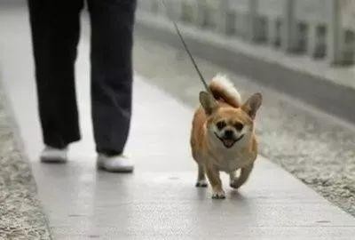 《东营市养犬管理条例》实施一周年 全市有超过19,000只狗进行登记