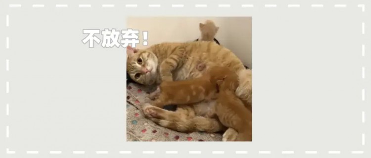 猫妈妈生下小猫后，因生病被主人选择安乐死，兽医拒绝了