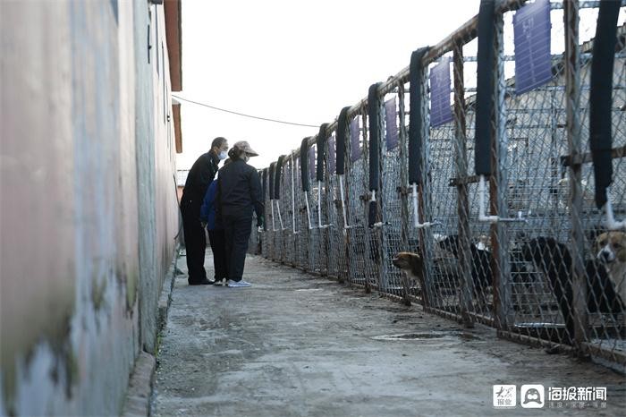 每一个生命都认真对待——探访东营市流浪犬收容救助全过程