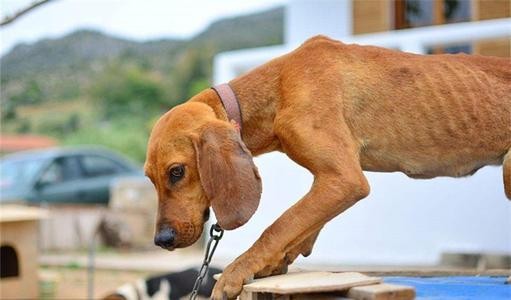 科普篇：狗狗肠胃炎的知识你了解多少建议收藏