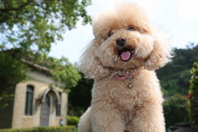 贵宾犬爱干净吗？什么因素能使贵宾犬爱干净，狗主人也能做到