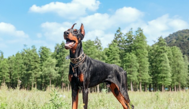 杜宾犬的优缺点是什么对于杜宾犬来说太帅也是一种烦恼