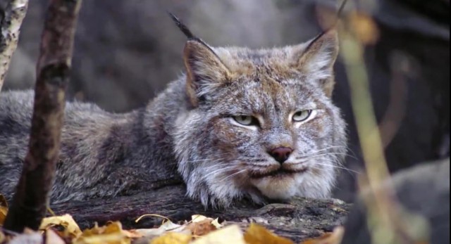 十大美丽而稀有的猫科动物：第9名可以一次猎杀10到12只鸟