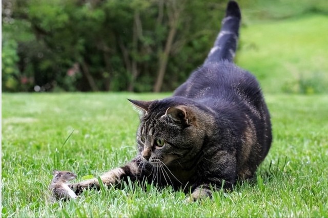 宠物猫会抓老鼠吗还是怕老鼠为什么