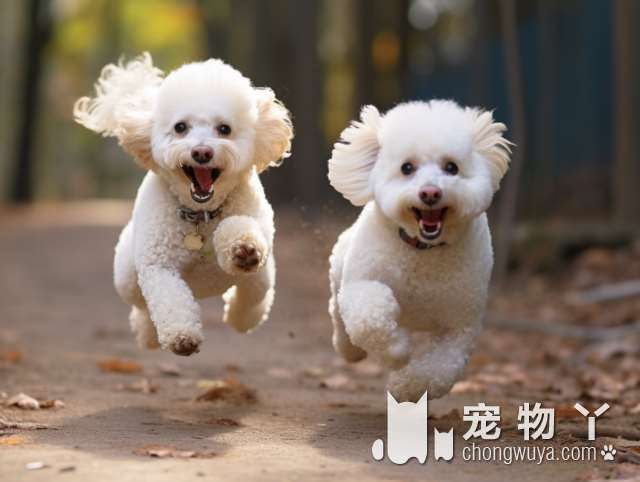 禁养烈性犬 || 银川街头惊现三只灵缇！三名犬主被处罚并限期将狗送离