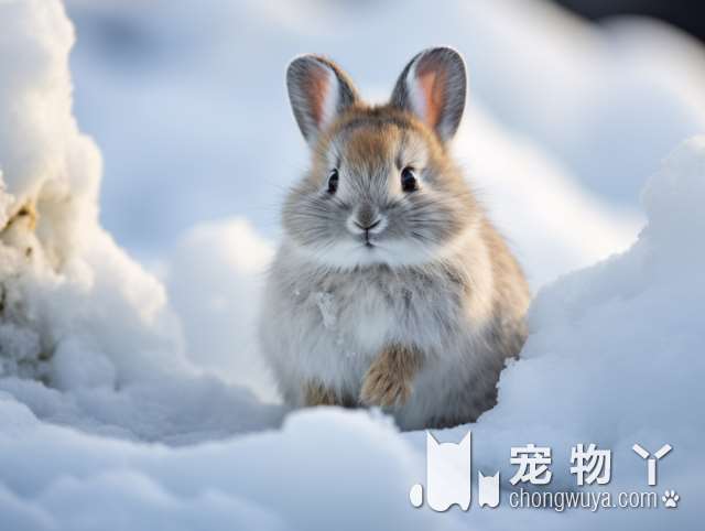 蝴蝶犬咬人？